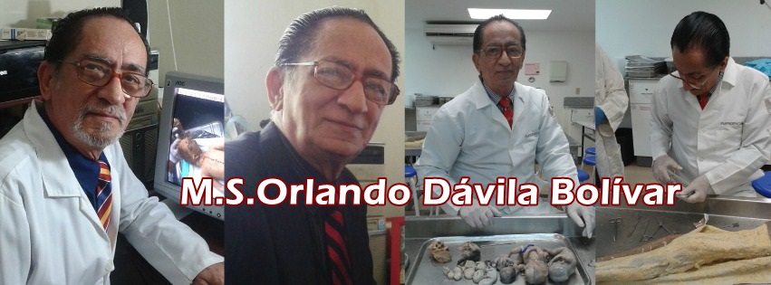 Perfil Orlando Davila Bolivar