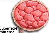 Placenta y Mola Hidatiforme 6 PDF