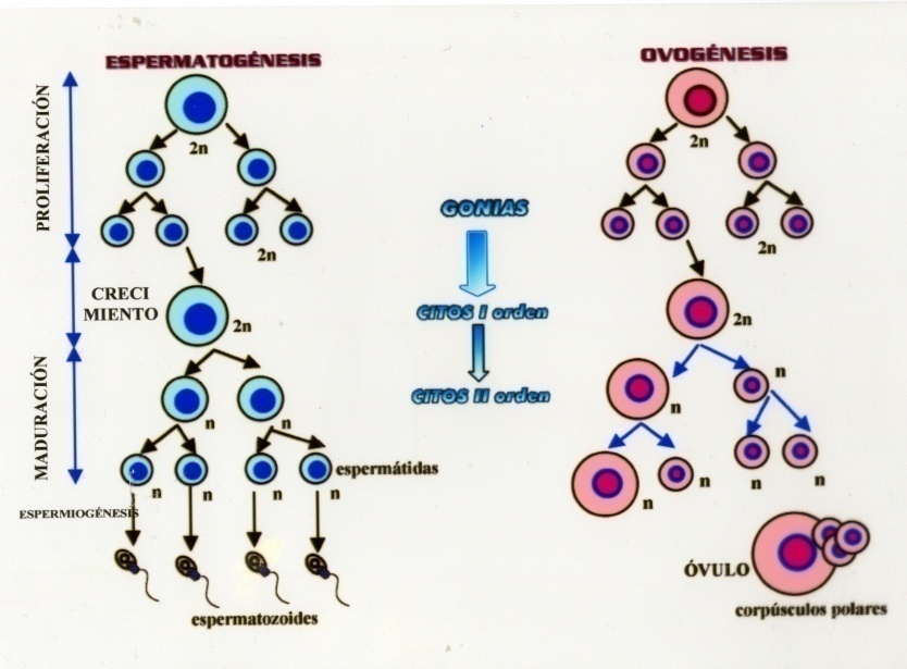 Fecundación Embriología Por Sistemas