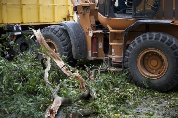 When You Need Emergency tree removal Services Fast