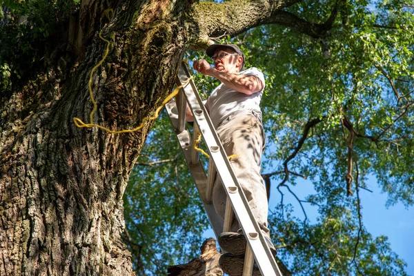 Top Rated Tree Service Springfield, IL for Complete Tree Solutions