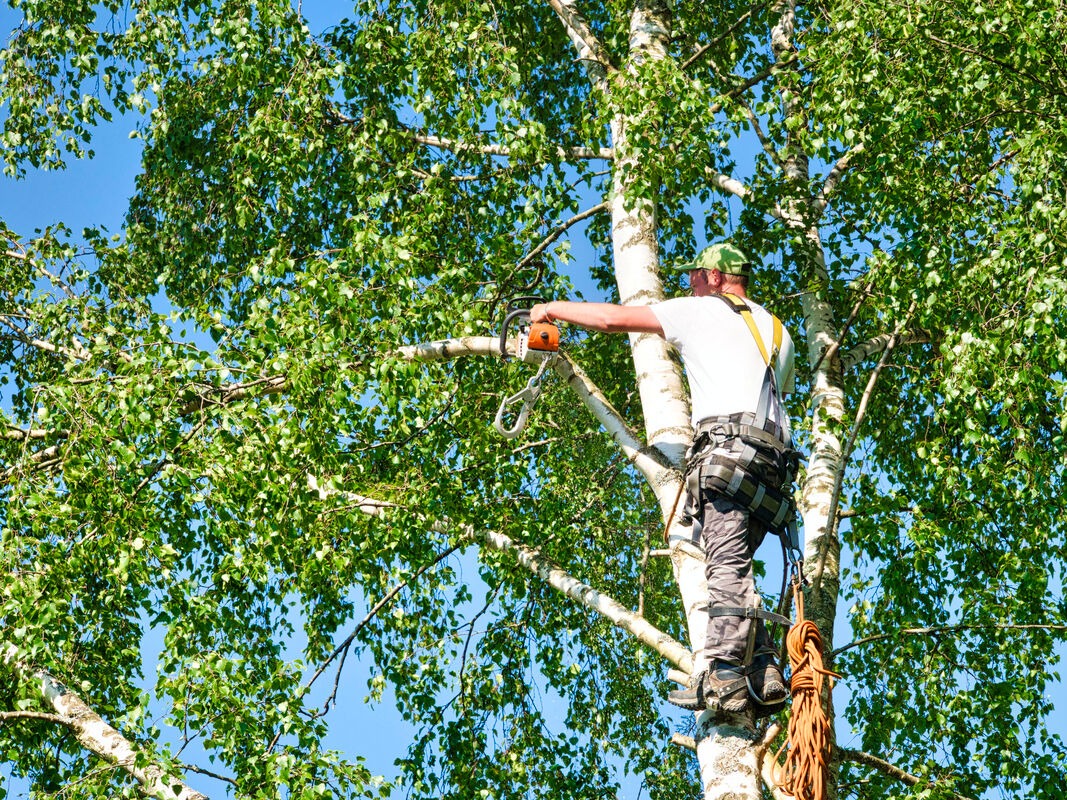 Exceptional Tree Work by tree surgeon Heald Green Local Experts