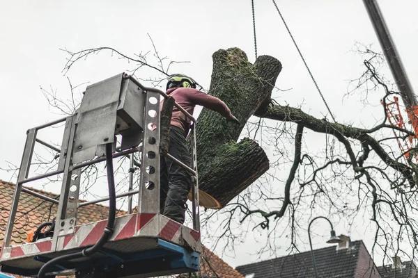 Tree Service Mobile for Complete Property Care